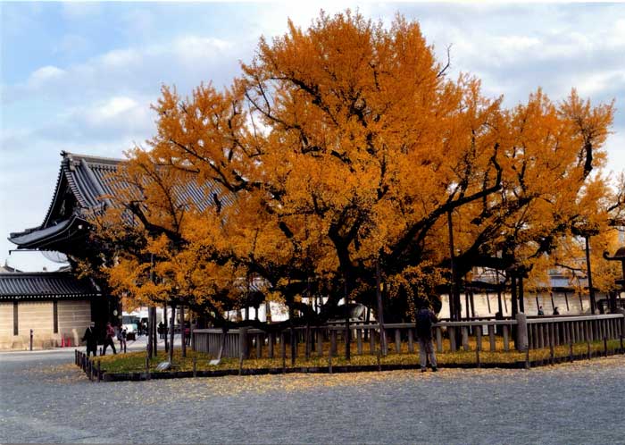 報恩講,みやま市,お寺,浄土真宗,法事,葬式,納骨,浄弘寺